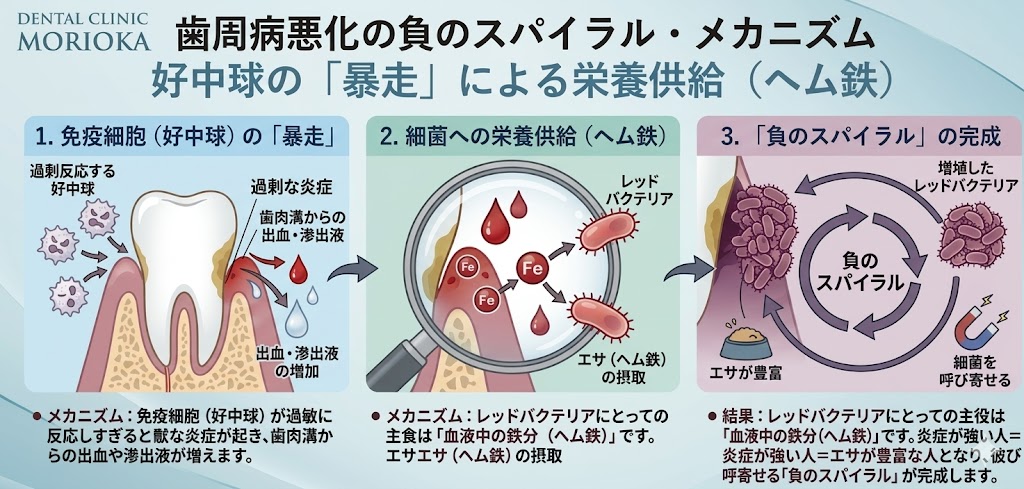 歯周病菌が増える理由